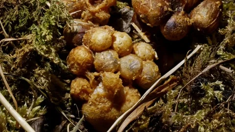 Cinematic Top-Down Close-Up Time-Lapse of Bumblebee Brood Cells – 4K Stock-Footage 320671780