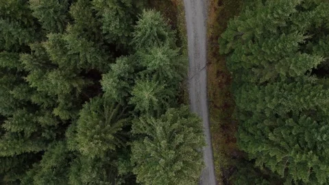 Cinematic Top-Down Drone Flight Over Pine Forest with Winding Path Stock Footage 331802082