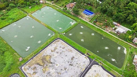 Cinematic top-down drone view of active and dry shrimp ponds Cebu 스톡 동영상 331119199