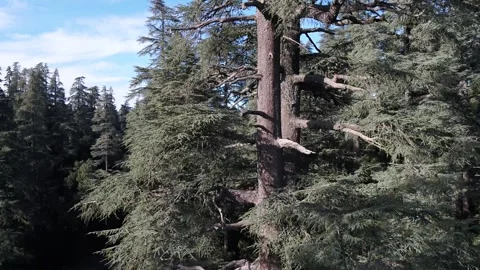 Cinematic Top Down Drone View of Majestic Cedar Tree in Middle Atlas Morocco Stock Footage 335916478