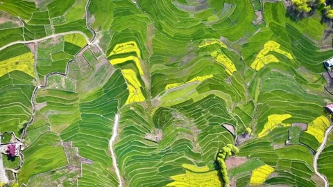 Cinematic Top down Rotating shot of Mustard Farms in Kashmir, North India. Stock Footage 333794523