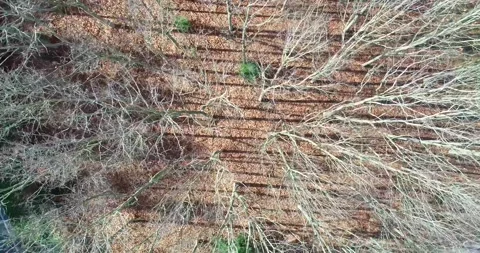 A cinematic top down shot of a forest with fallen leaves on the ground natu.. Stock Footage 314641140