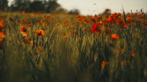 Cinematic Tracking Dolly Shot Flight through field of red poppies at sunset. Stock Footage 144440293