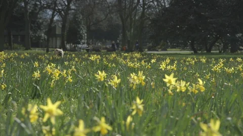 Cinematic tracking shot of a border terrier running through daffodils Stock Footage 97574751
