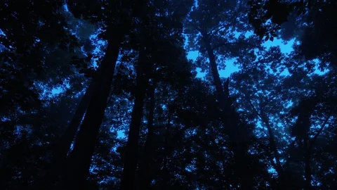 Cinematic Tracking Shot Looking up through a Canopy of Trees at Night Stock Footage 122334782