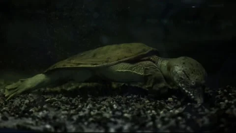 Cinematic Tracking Shot of Softshell Turtle Slowly Exploring Dark Aquarium .. Stock Footage 333793349