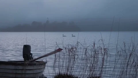 Cinematic Tracking Swans Misty Lake Stock Footage 84569088