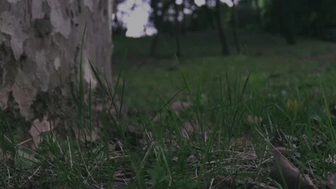 Cinematic Tree Bark leaves Close Up Green Grass In The Wind sunset Stock Footage 145911652