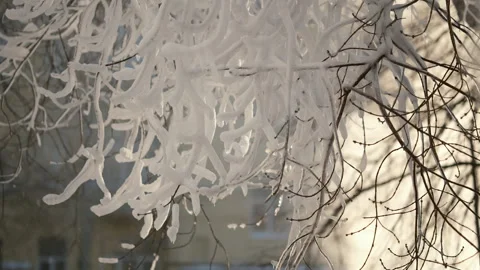 Cinematic tree branches covered with thick snow, ice during a cold winter day 库存影片 341537180