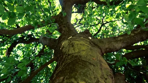 Cinematic Tree Canopy to Trunk Slide Shot – 4K Stock Footage 311203355