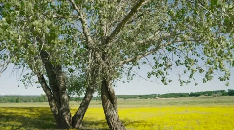 Cinematic Tree - Flowers and field Stock Footage 63348892
