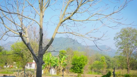 Cinematic tree Video stock 324457254