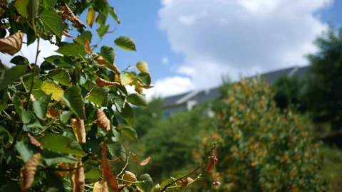 Cinematic Tree Leaves with Distant Condo Rooftops Stock Footage 314686644