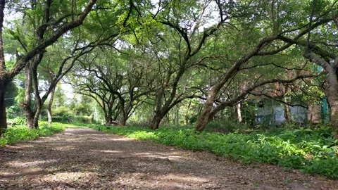 Cinematic trees Stock Footage 211597083