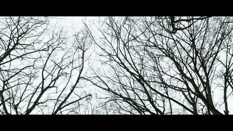 Cinematic tree's waving in the wind on a cold winter day Stock Footage 322712315