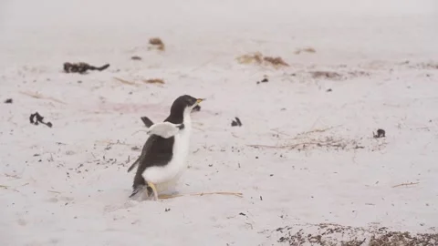 Cinematic Two Young Penguins Slow Motion Run on Beach Stock Footage 277918170