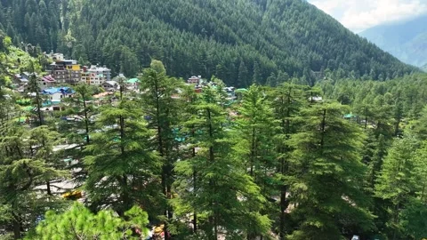 Cinematic vertical ascent over a dense pine tree canopy revealing Kasol town Video stock 345274503