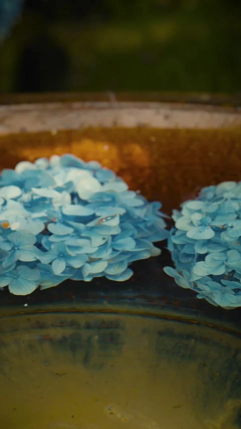 Cinematic vertical close-up of beautiful blue hydrangea flowers floating Vidéo 345506301
