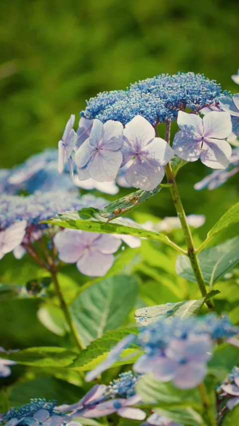 Cinematic vertical close-up of delicate blue and purple lacecap flowe Vidéo 345506071