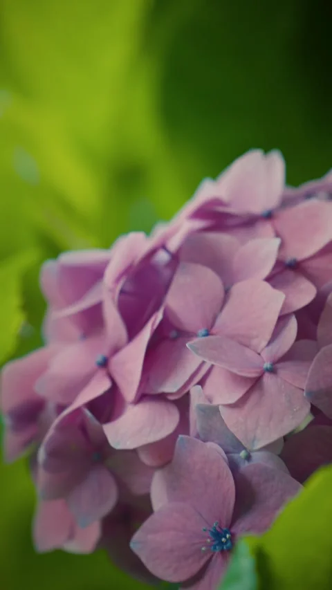Cinematic vertical close-up of delicate pink hydrangea flowers blooming Vidéo 345513024