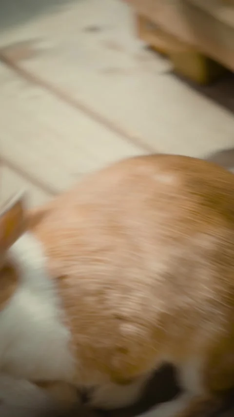 Cinematic vertical close-up of a fluffy white and brown pet rabbit Stock Footage 345506367