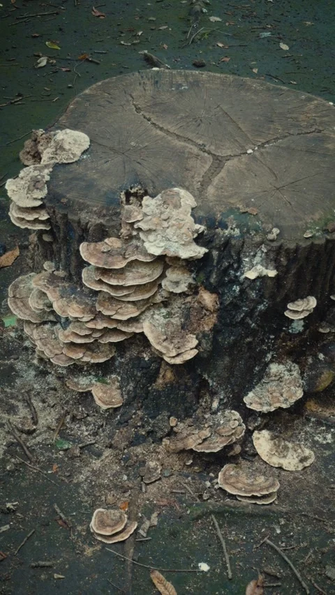 Cinematic vertical close-up of many shelf mushrooms thriving on tree Vidéo 345515009