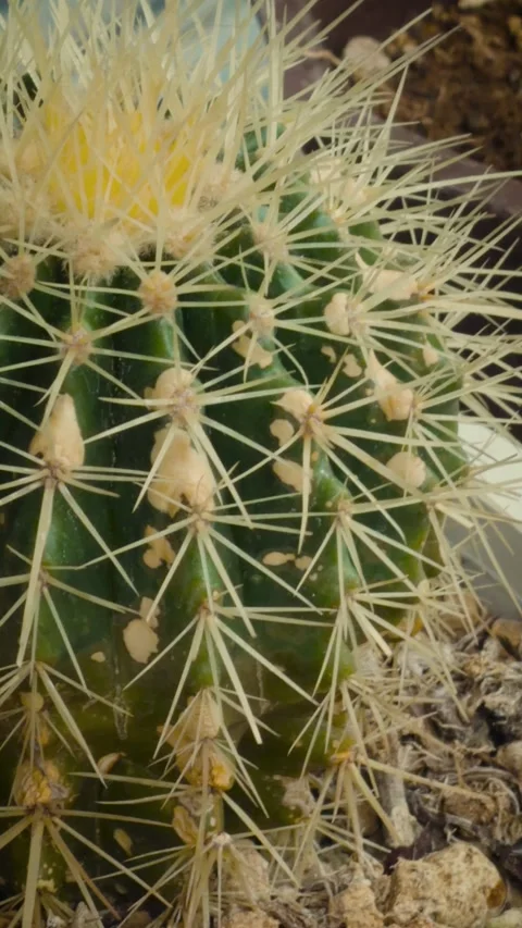 Cinematic vertical close-up pan detailing sharp yellow thorns and green Vidéo 345513819