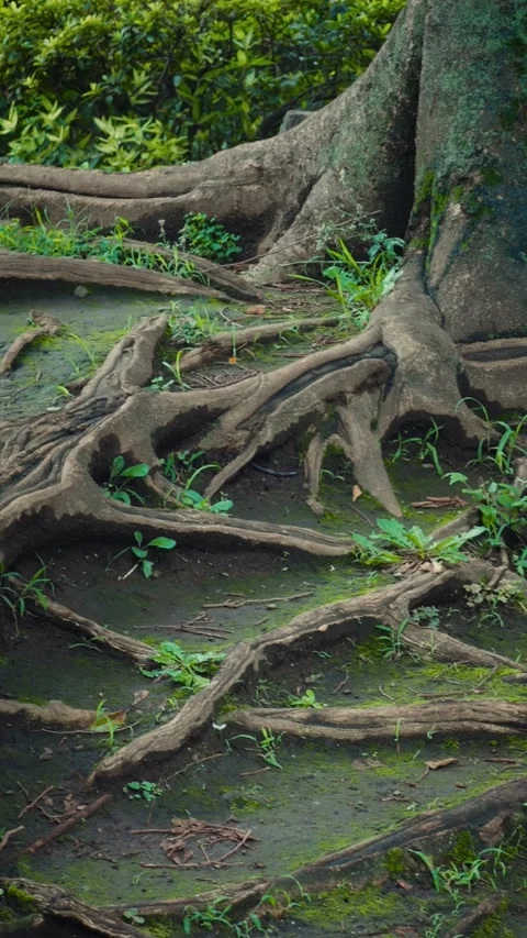 Cinematic vertical close-up pan of massive exposed tree roots spreading Stock Footage 345515082