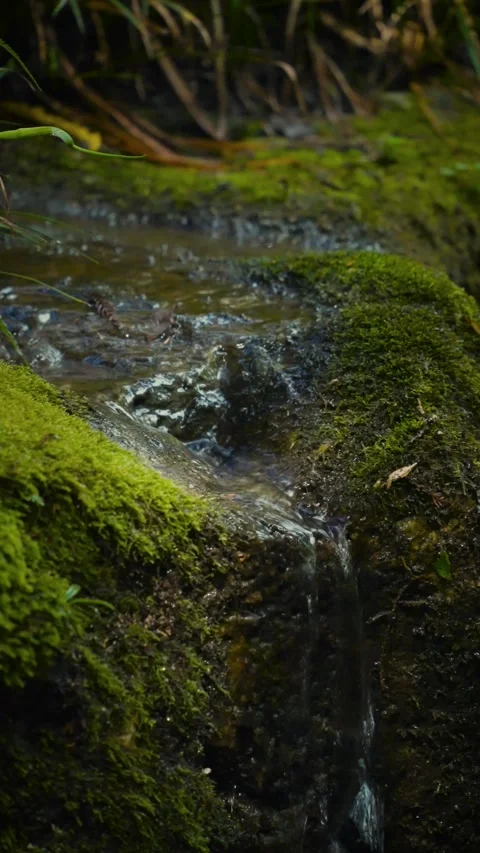Cinematic vertical close-up of pure clear forest stream trickling over Stock Footage 345505812