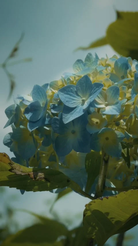 Cinematic vertical close-up shot of beautiful blue and yellow hydrangea 库存影片 345456959