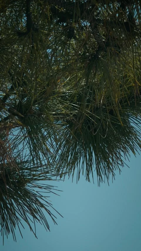 Cinematic vertical close-up shot of pine needles gently swaying Vidéo 345457714