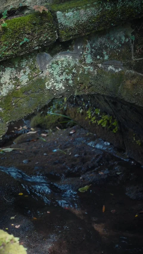 Cinematic vertical close-up of a small dark stream flowing under old moss Stock Footage 345507172