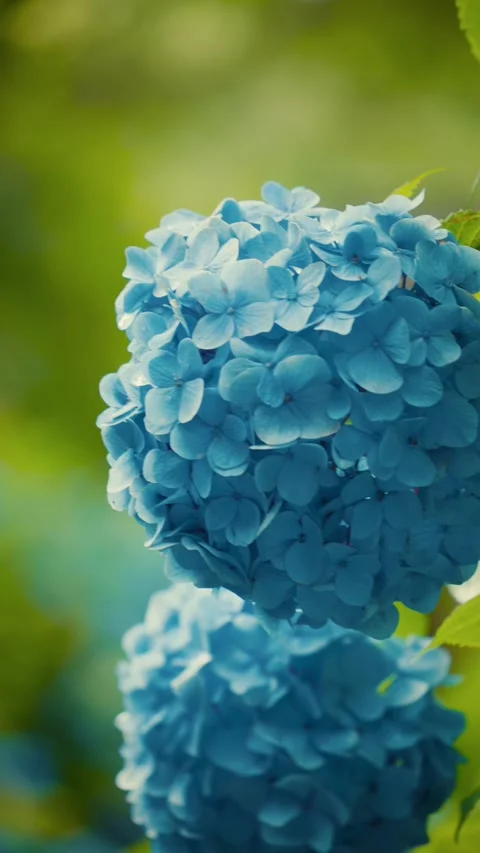 Cinematic vertical close-up of a vibrant blue hydrangea flower in bloom Vidéo 345505512