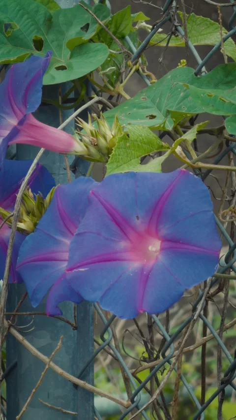 Cinematic vertical close-up of vibrant blue morning glory flowers Vidéo 345698571