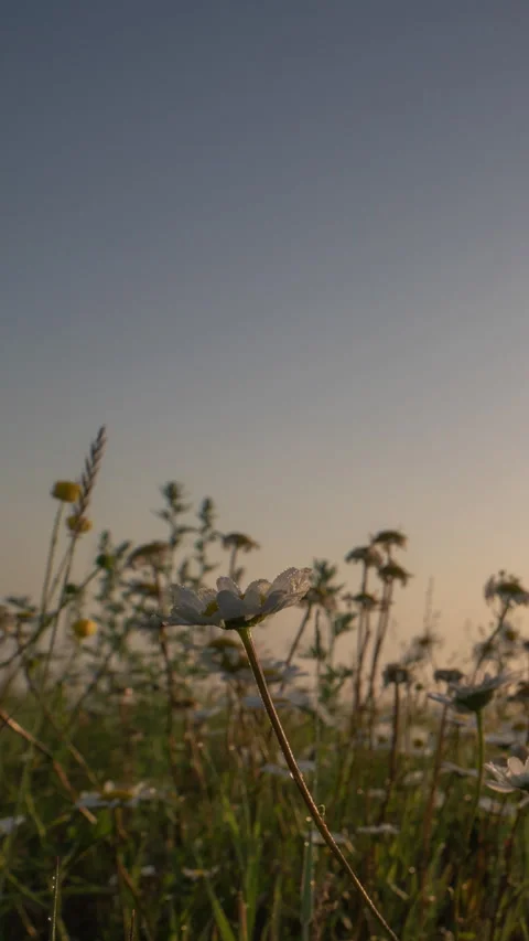 Cinematic vertical hyperlapse footage captured on a slider at sunrise... Stock Footage 340116161
