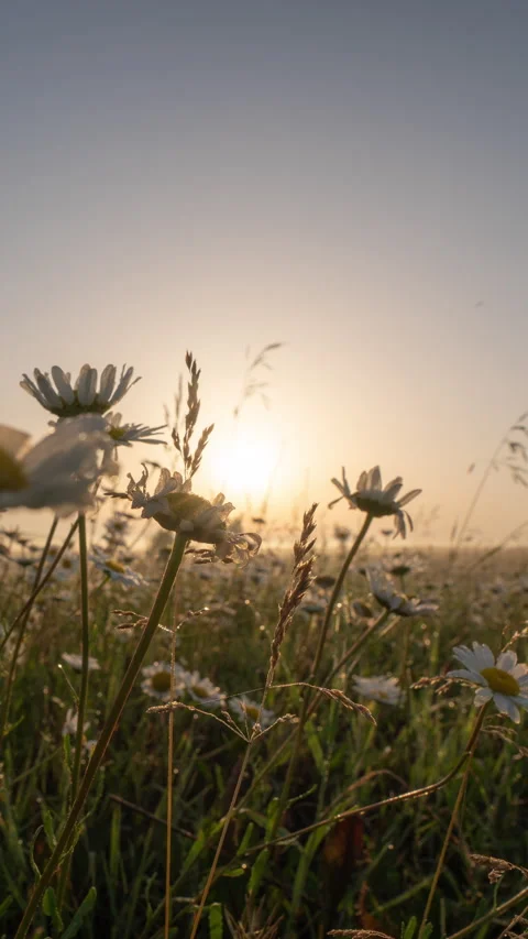 Cinematic vertical hyperlapse moving low through blooming chamomile flowers Stock Footage 335309340