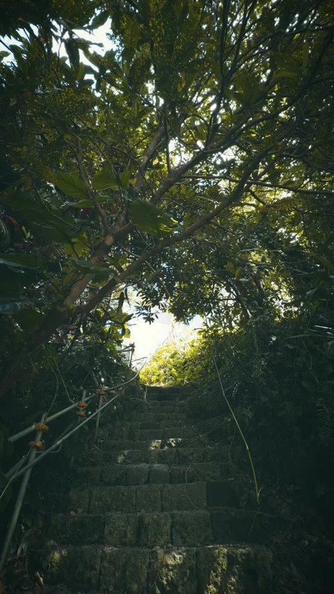 Cinematic vertical low-angle shot of old mossy stone steps leading up Vidéo 345456642