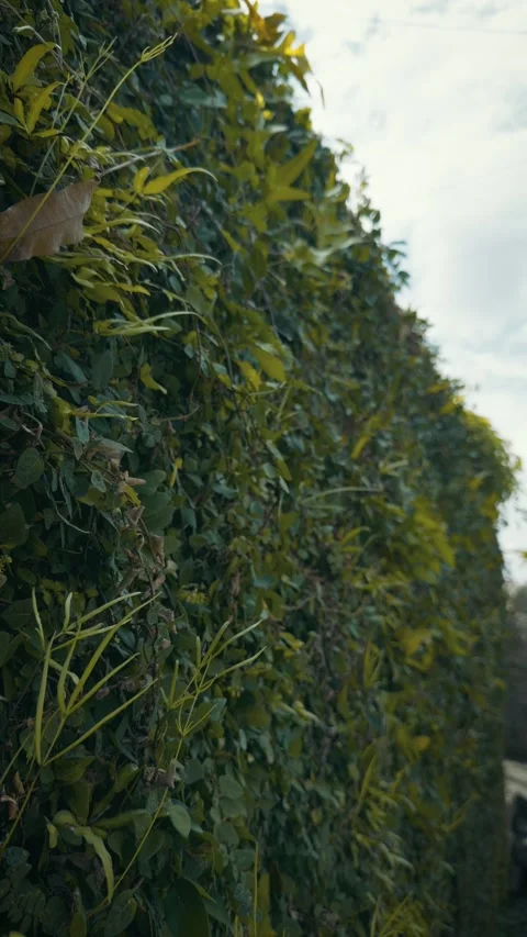 Cinematic vertical low-angle shot of a wall covered in lush green ivy Vidéo 345456658