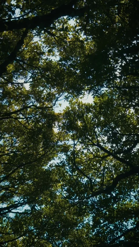 Cinematic vertical low-angle shot looking up at a lush green tree canopy Stock Footage 345457136