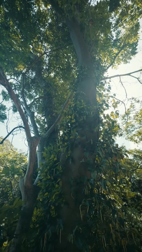Cinematic vertical low-angle shot looking up at a majestic mossy tree trunk Vidéo 345457232