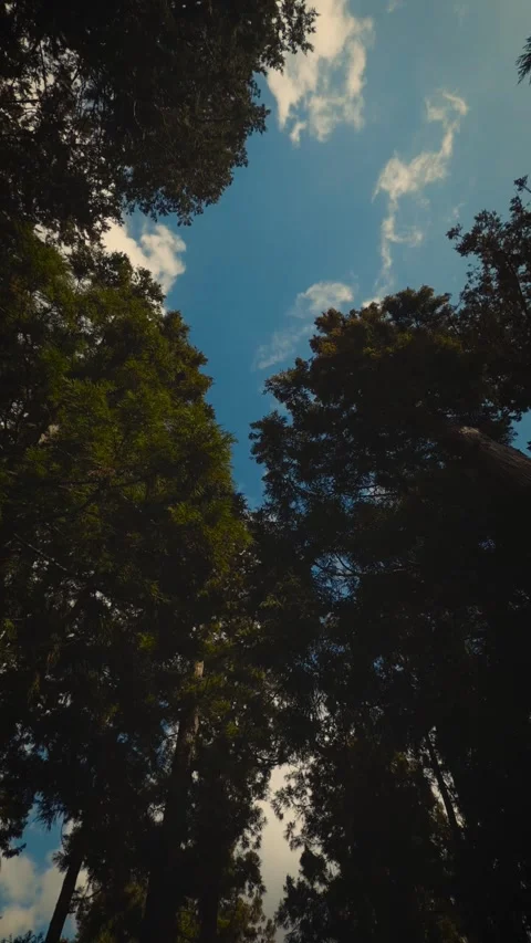 Cinematic vertical low angle shot looking up at a lush green forest Stock Footage 345489507
