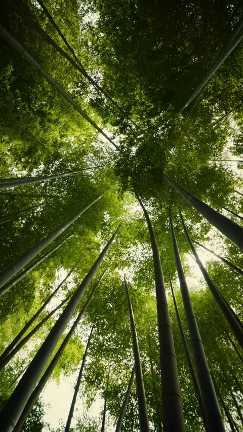 Cinematic vertical low angle shot looking straight up at lush bamboo Vidéo 345506638