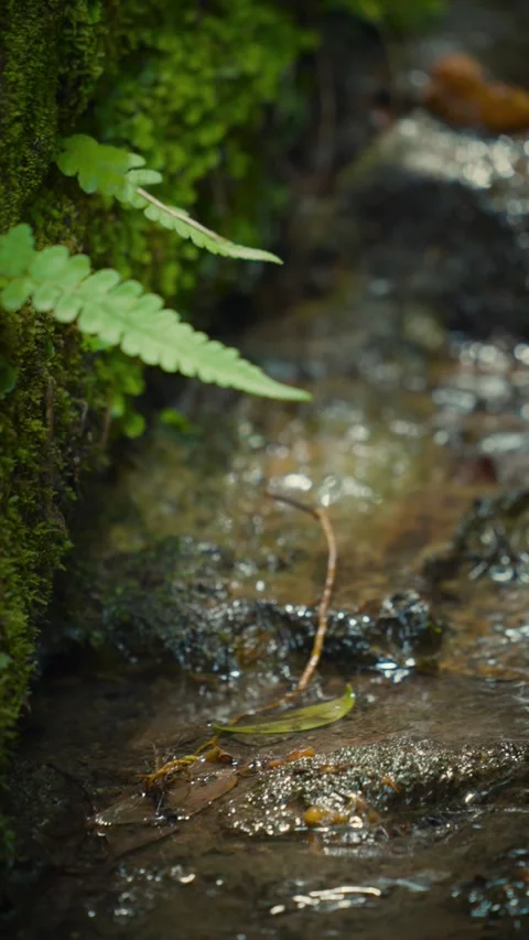Cinematic vertical macro shot of delicate green fern growing on moss Vidéo 345513639