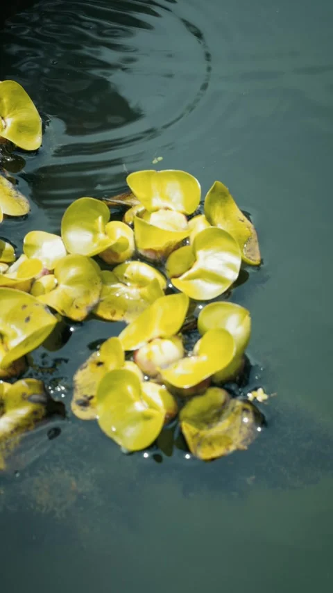 Cinematic vertical panning close-up shot of bright green floating aquatic plant Stock Footage 345458425