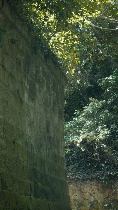 Cinematic vertical shot of an ancient mossy stone wall and lush forest Vidéo 345457388