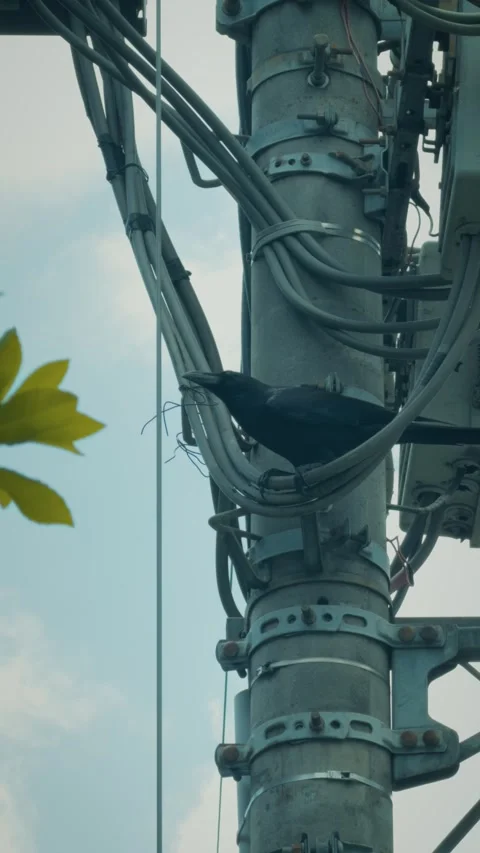 Cinematic vertical shot of a black crow perching on urban utility wires Vidéo 345458321