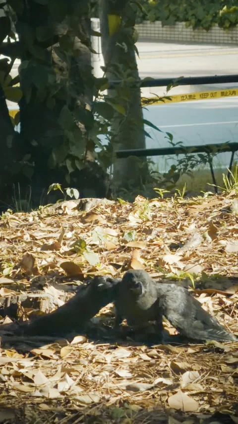 Cinematic vertical shot of a black crow cawing with its wings spread Vidéo 345488299