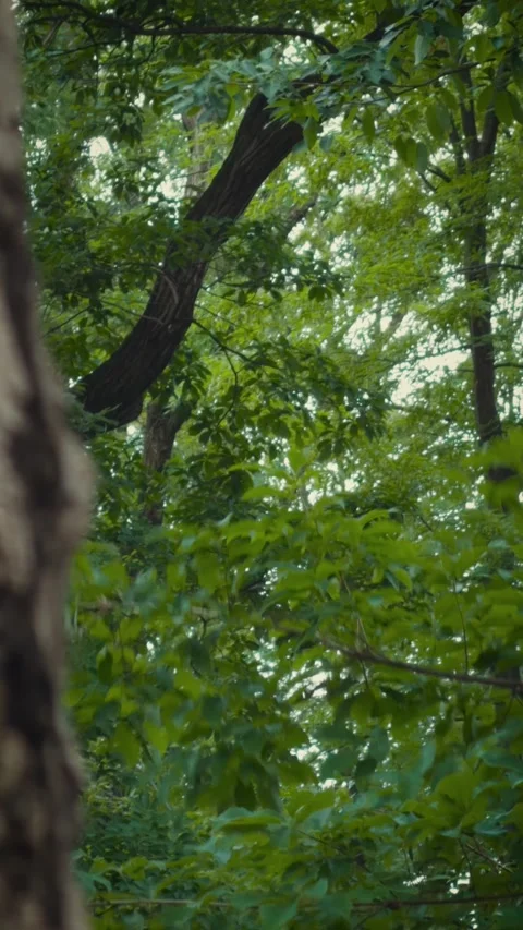 Cinematic vertical shot of a blurred tree trunk revealing forest view Vidéo 345490460