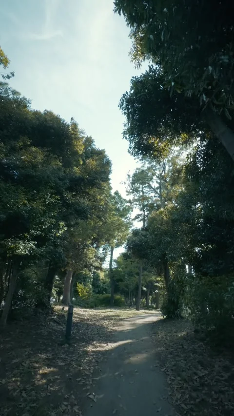 Cinematic vertical shot of a quiet dirt walking trail in green forest Vidéo 345458747