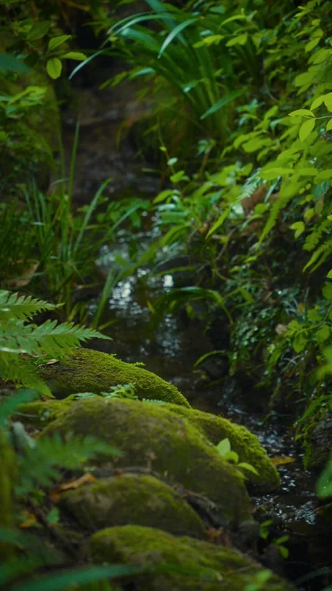Cinematic vertical shot of a quiet small stream past lush green mossy Stock Footage 345506176